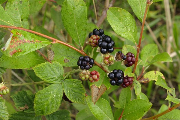 European Dewberry