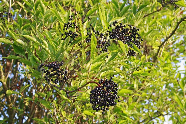 Elderberry