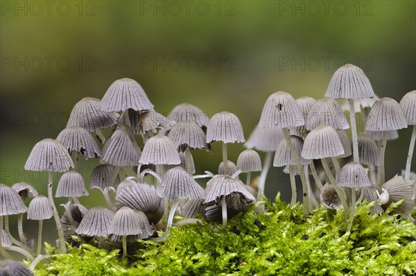 Fairy Inkcap