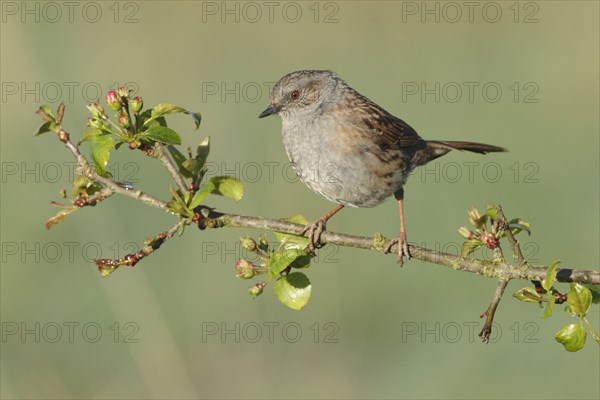 Dunnock