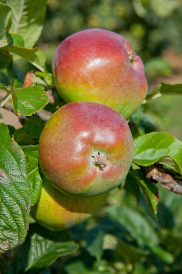 Cultivated Apple