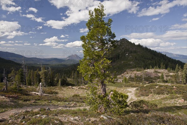 California incense cedar