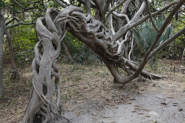 Strangler fig