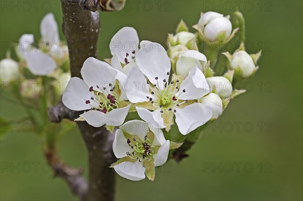 Common european pear