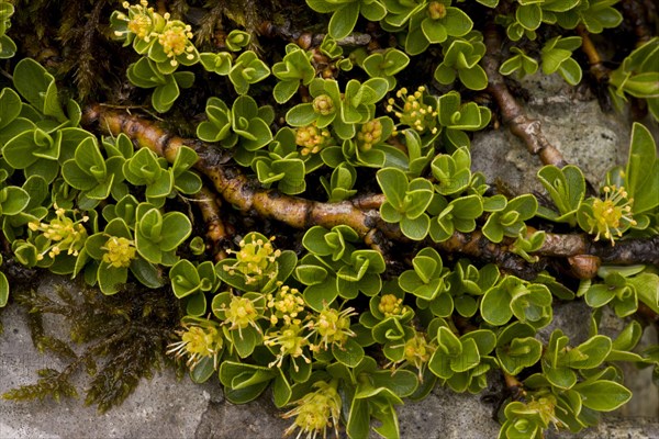 Radish-leaved willow