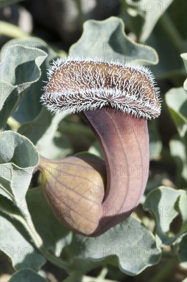 Chilean Dutchman's pipe