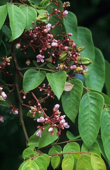 Carambola