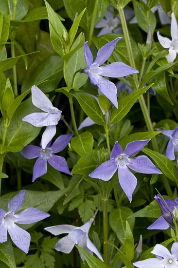 Sardinian Periwinkle