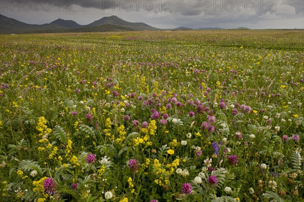 Machair habitat with red clover and lady's bedstraw