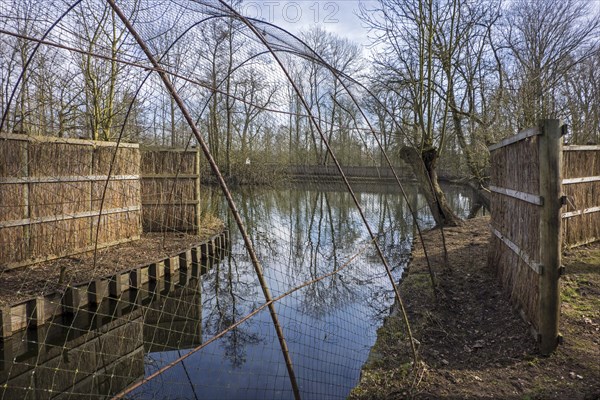 Duck decoy structure used to catch wild ducks