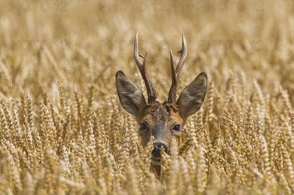 European european roe deer