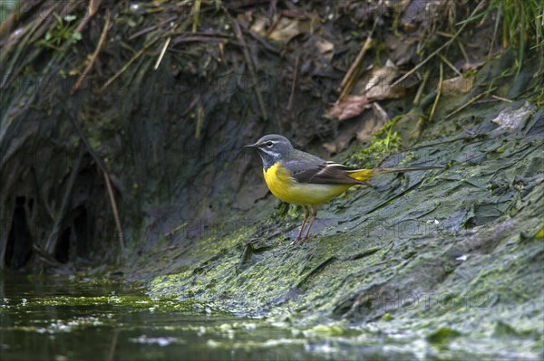 Grey wagtail