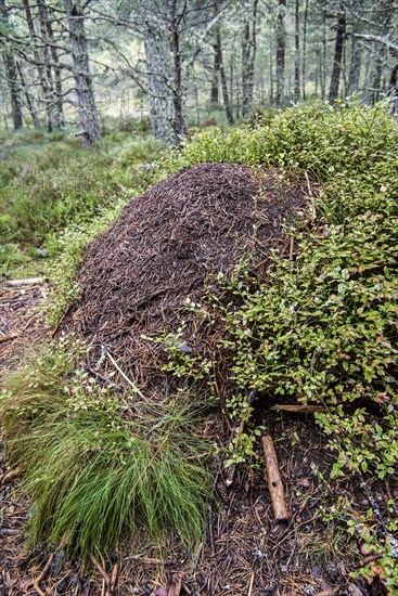 Old overgrown anthill of the red forest ant