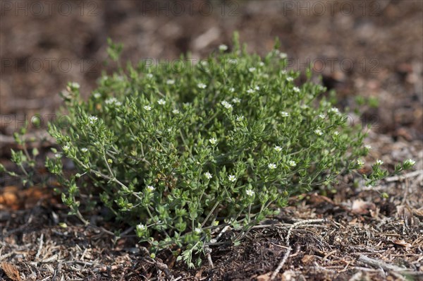 Quendel sandwort