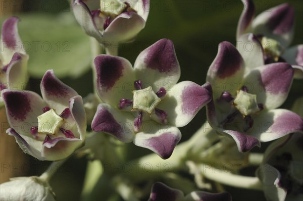 Nightshade species in Malawi