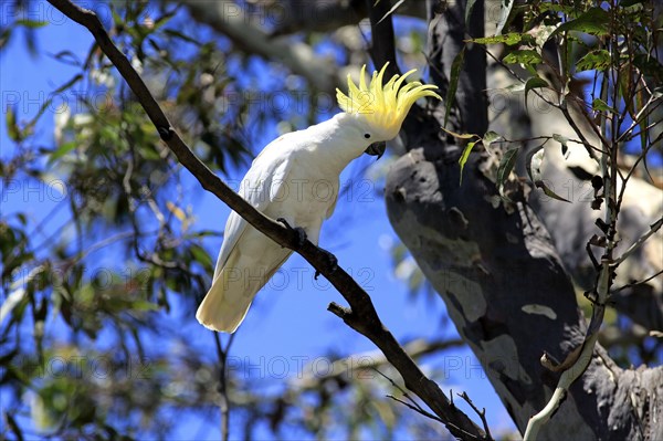 Sulphur-crested cockatoo