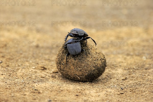 Dung beetle