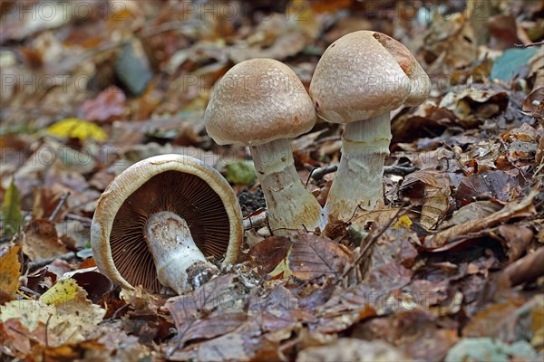 Ripe mushroom