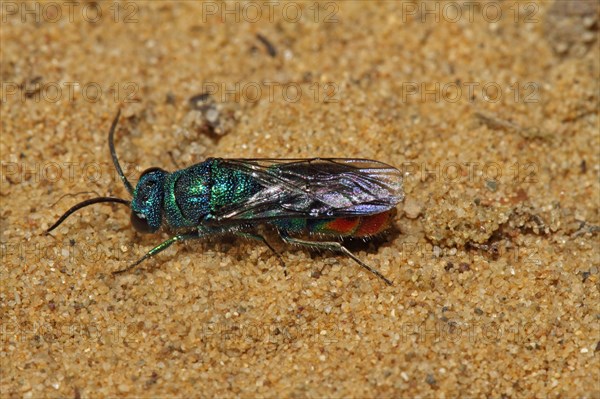 Blue-green gold wasp