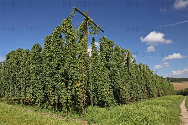 Hop Garden