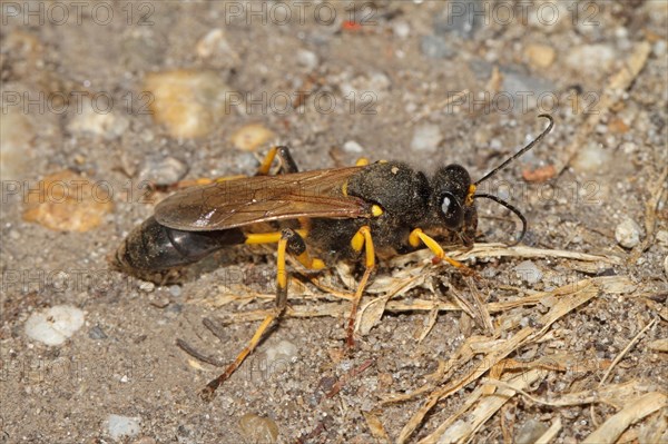 Mudpuppy wasp