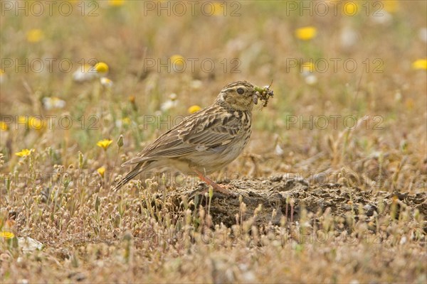 Woodlark