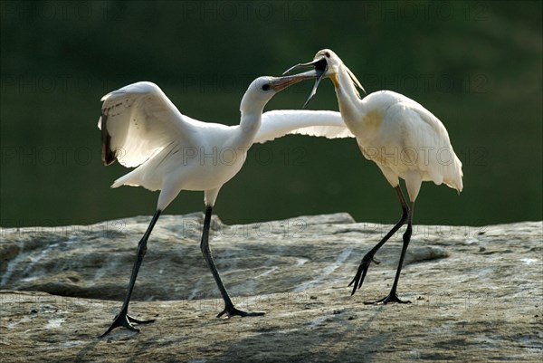 Eurasian spoonbill