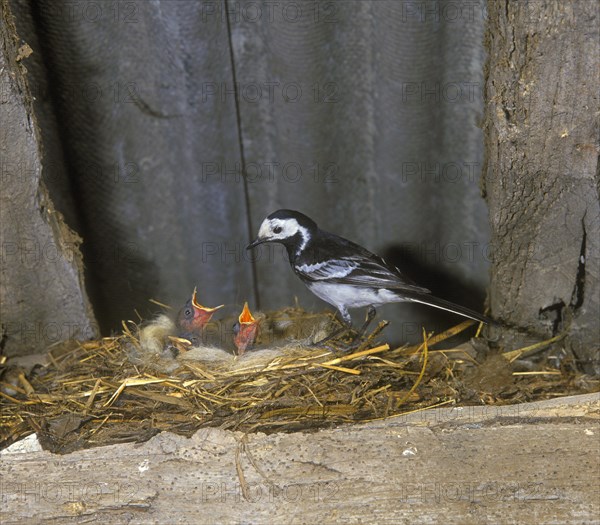 Pied Wagtail