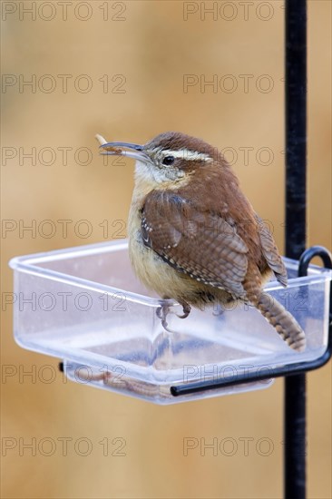 Carolina Wren