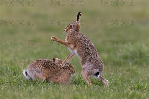 European Hare