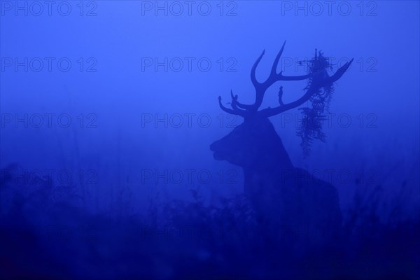 Red Deer