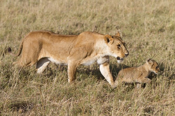 Masai Lion