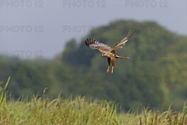 Western western marsh-harrier