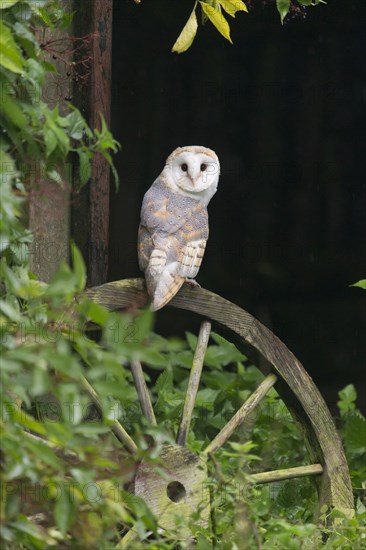 Common barn owl