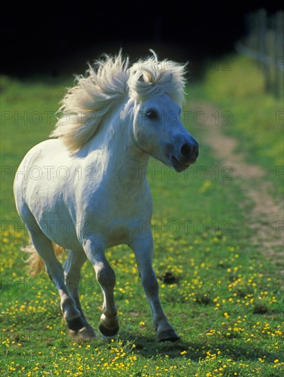 Shetland pony