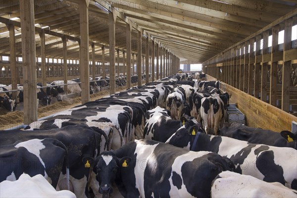 Dairy farming