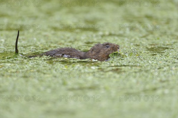 Eastern vole