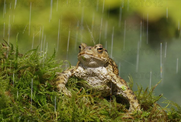 Common toad