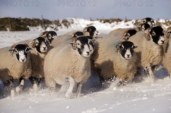 Domestic Sheep