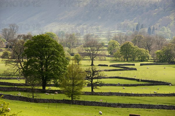 View of farmland with drystone walls