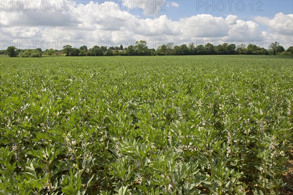 Vetch