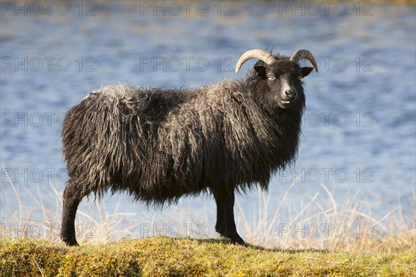 Domestic Sheep