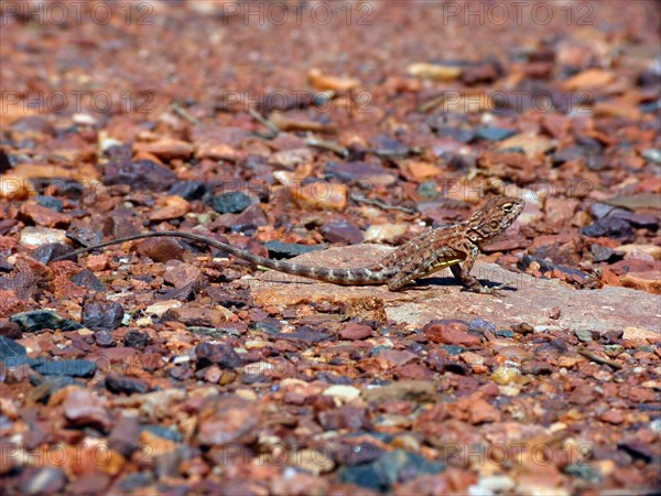 Pebble Dragon