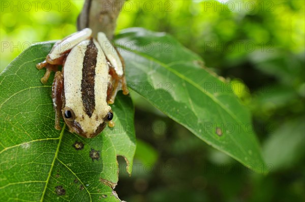 Banana frog