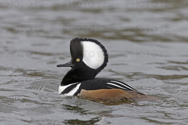 Hooded merganser