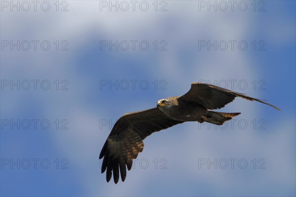 Black Kite in flight. Coto Donana