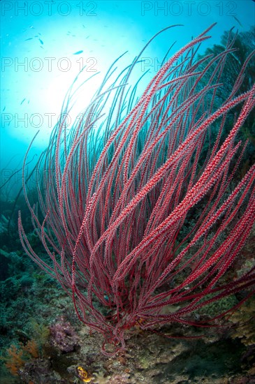 Whip gorgonian