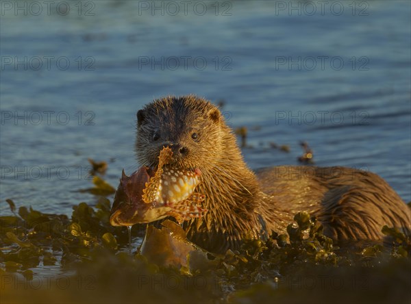 European Otter