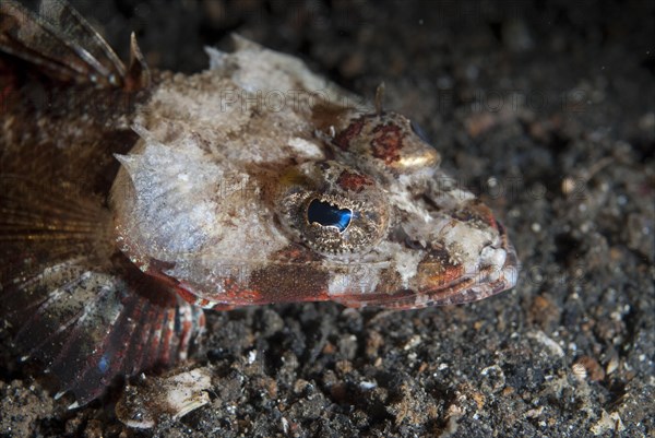 Crocodilefish