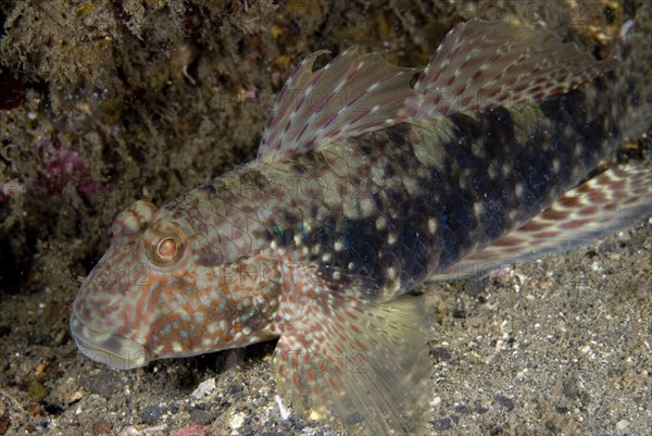 Adult mud reef goby